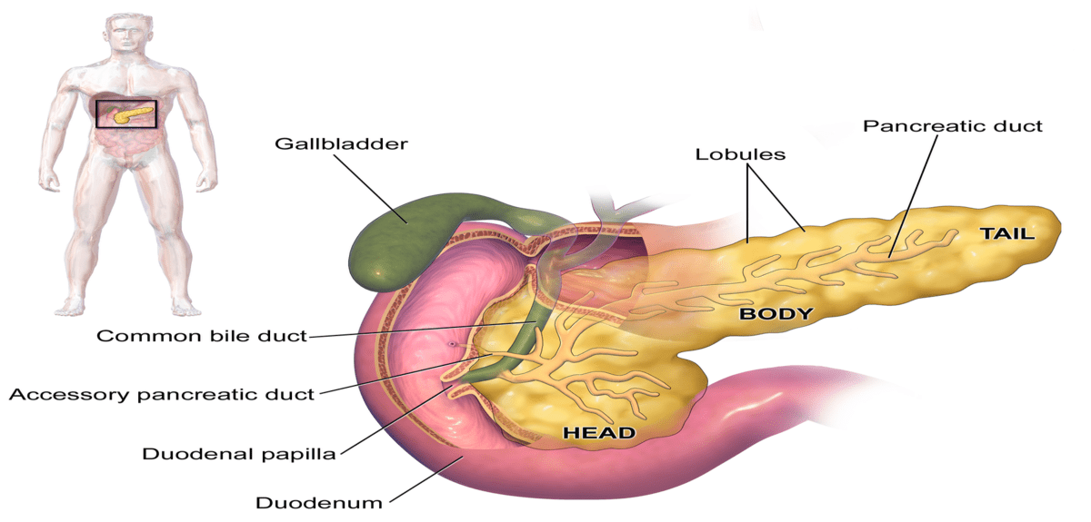 1200px Blausen 0699 PancreasAnatomy2 1