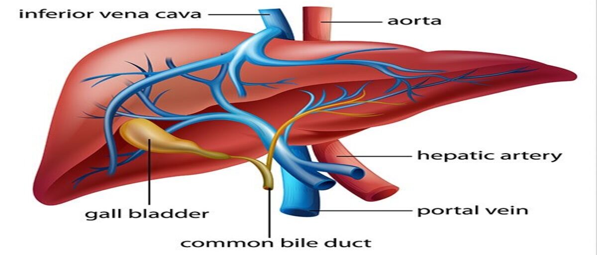 The Foundation to Advance Vascular Cures Portal Hypertension 1 e1715684073484