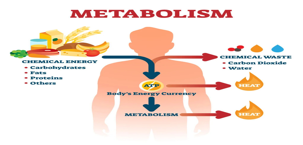 atp energy and metabolism 1024x1024 1 1