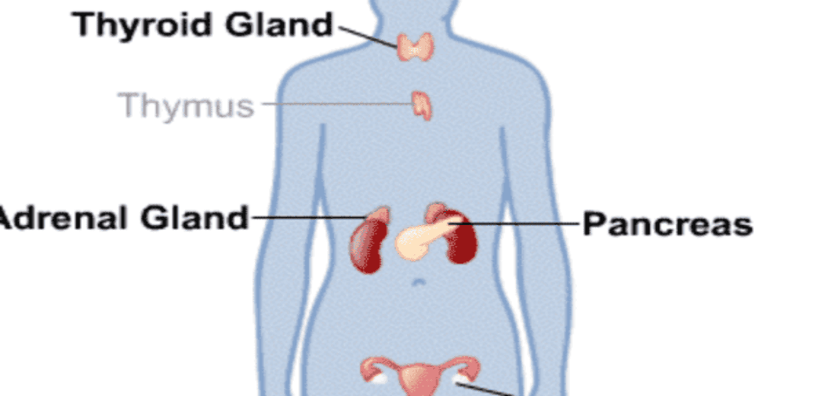 endocrinesystem 1 1200x675 1